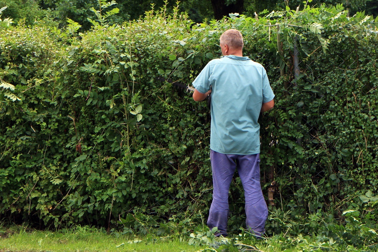 elder with man pruning bushes