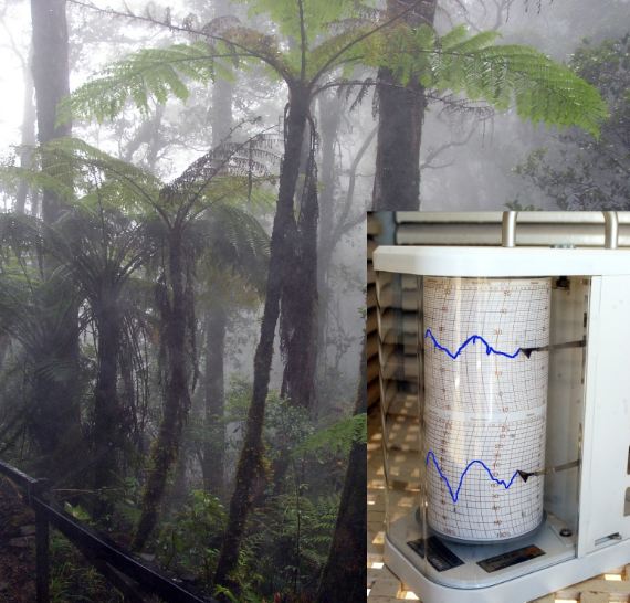 forest-heavy-with-dew-scientific-instrument-on-the-right-side