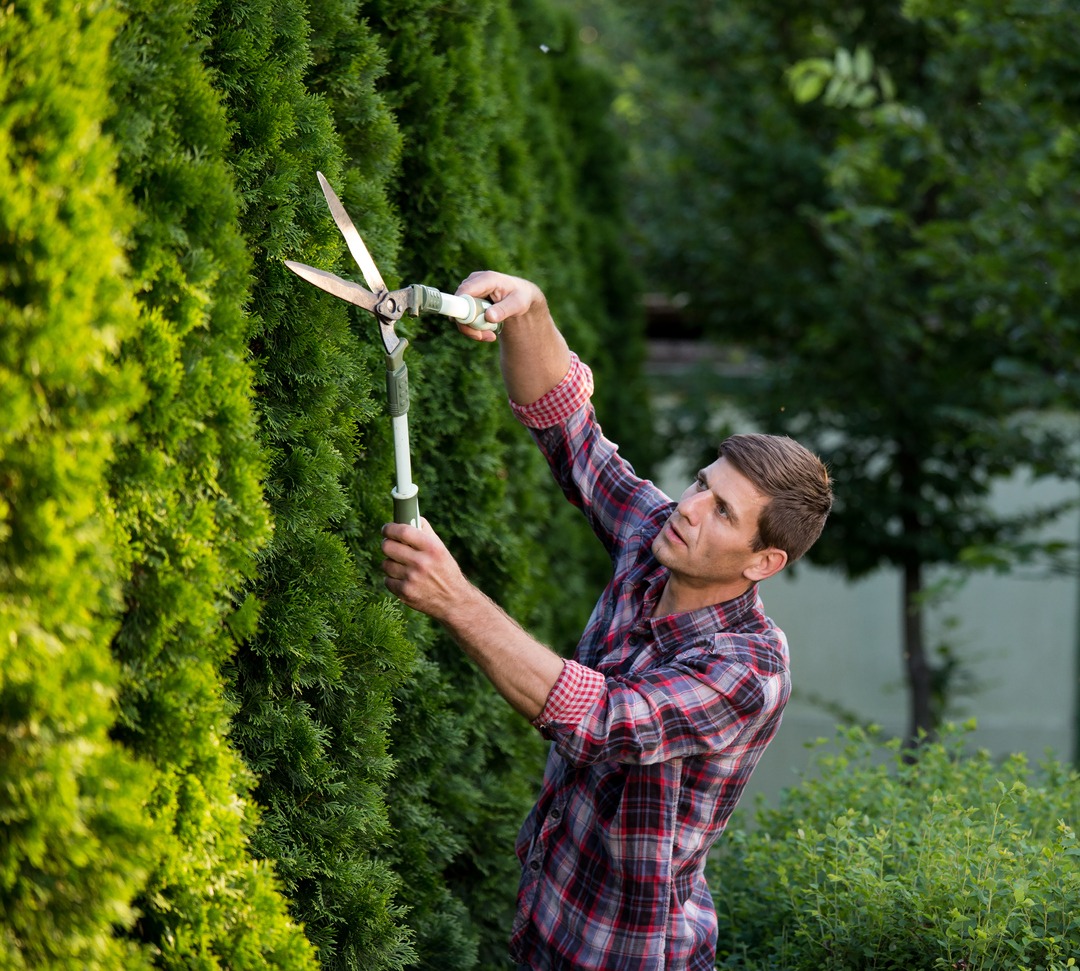 male gardener cutting hedge