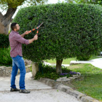 Make Others Green with Envy and Try Topiary as a Hobby
