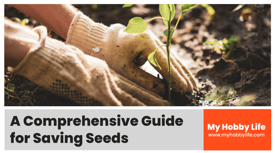 A Comprehensive Guide for Saving Seeds