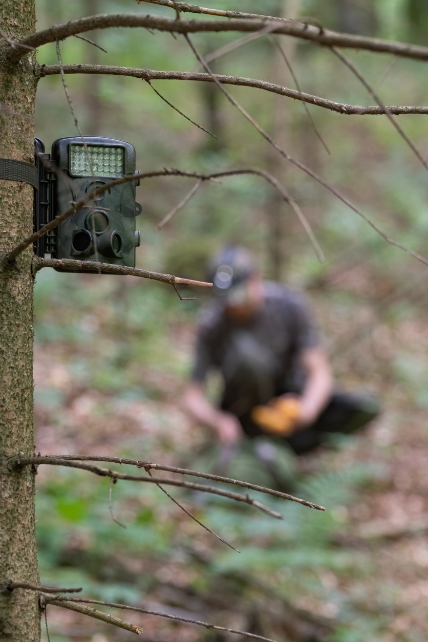 A camera balanced on a twig of a tree