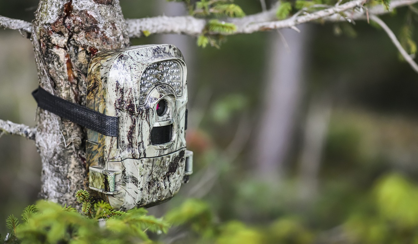 A closeup of a game camera attached to a tree.