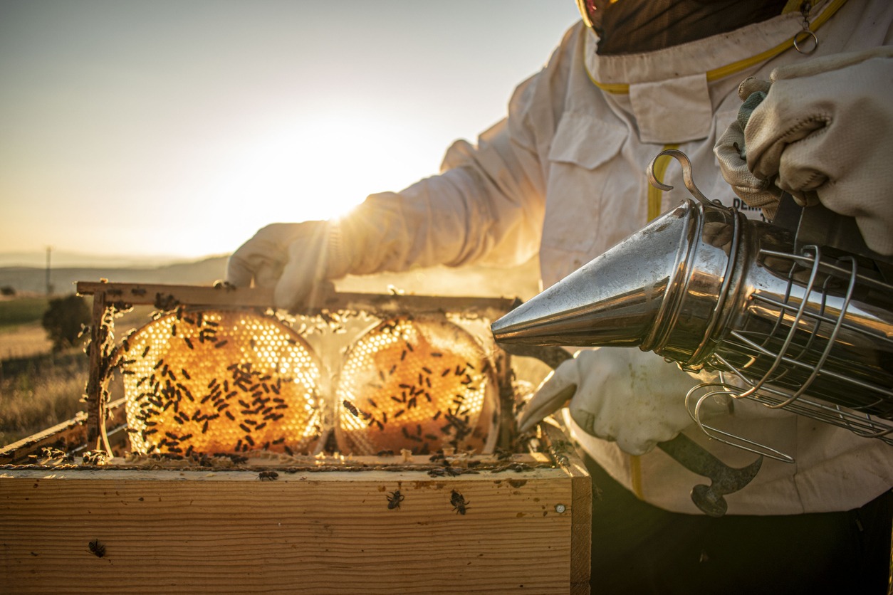 Beekeepers harvesting honey