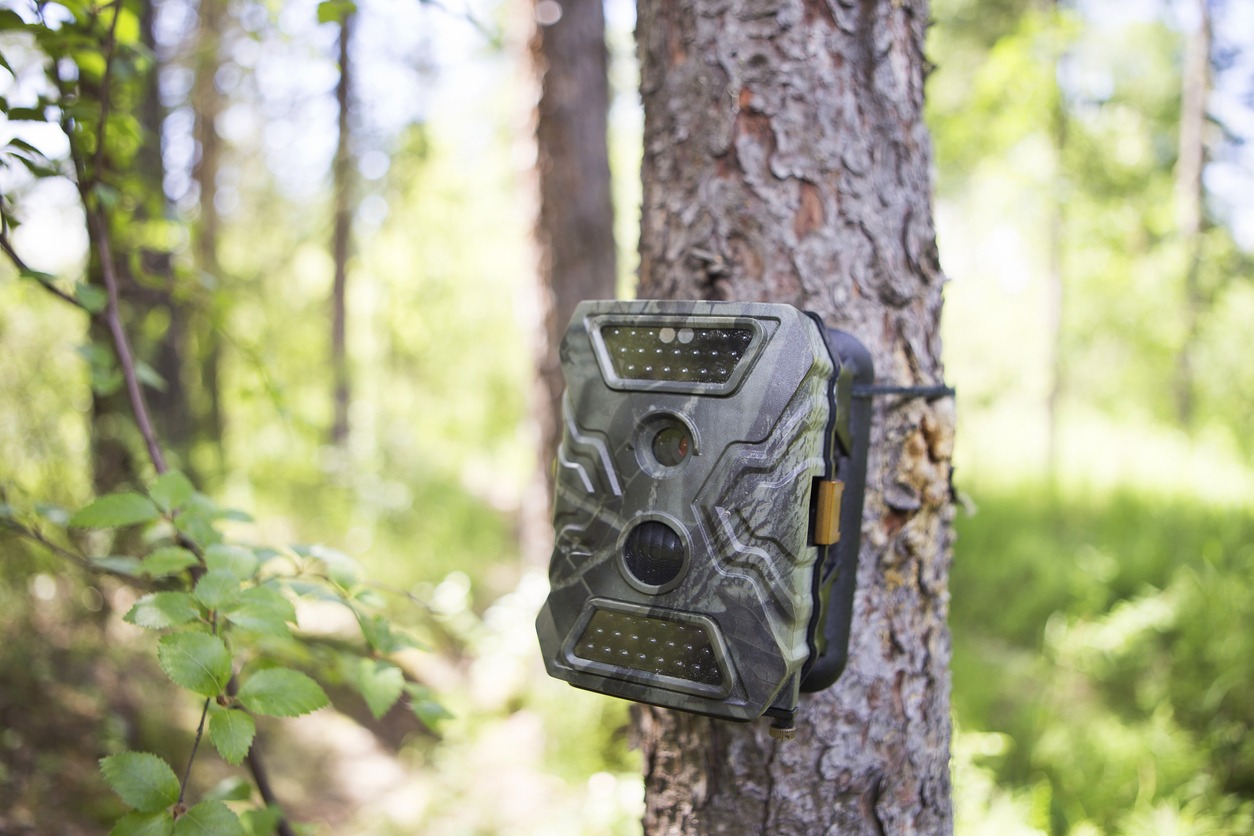 Camera traps with infrared light and a motion detector attached to a tree