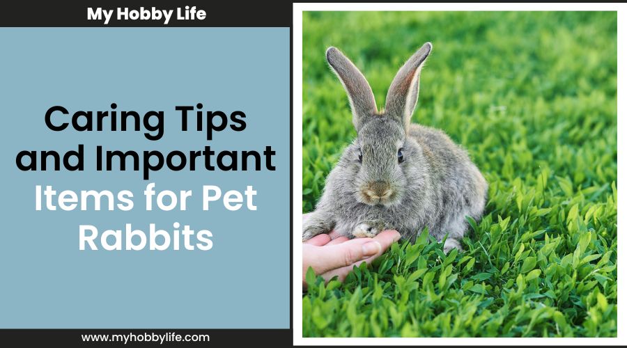 Caring Tips and Important Items for Pet Rabbits