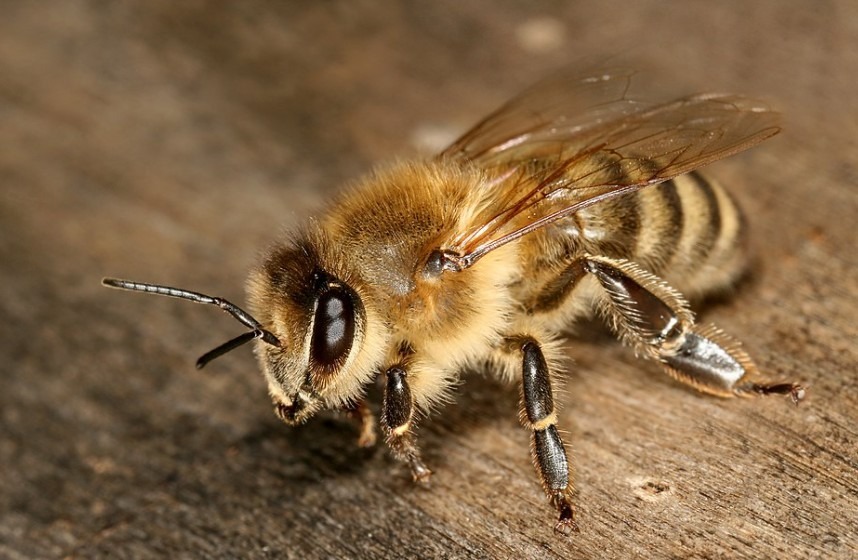 Carniolan-Bees