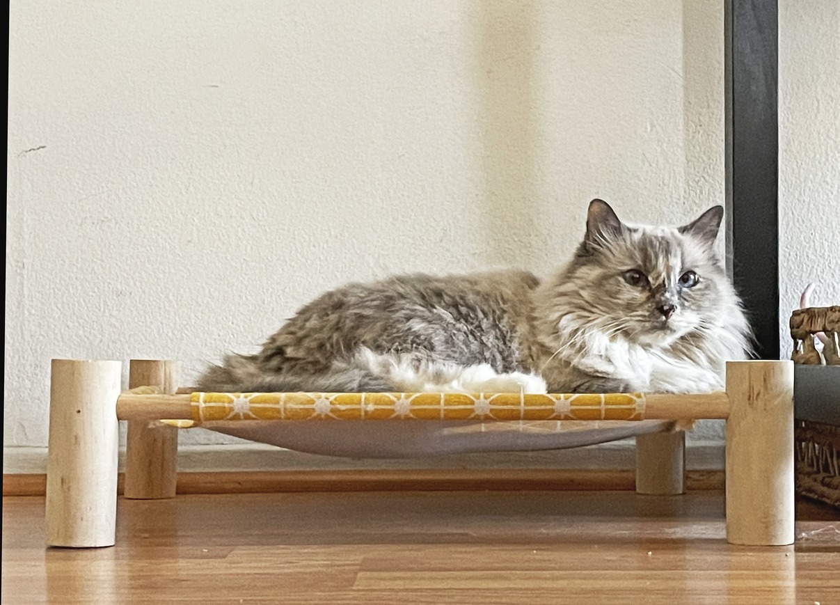 Cat in cat bed, cat on cat hammock