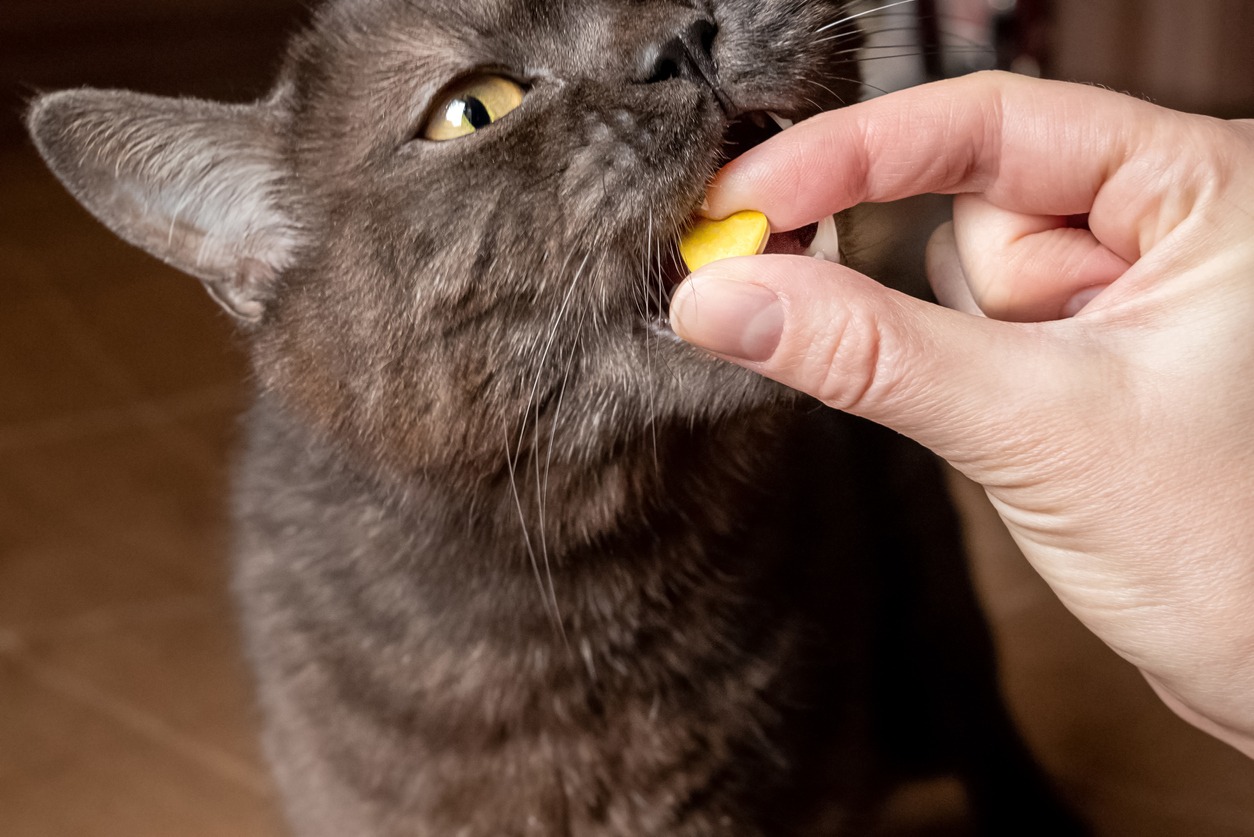 Cat pills, Cat vitamin pill
