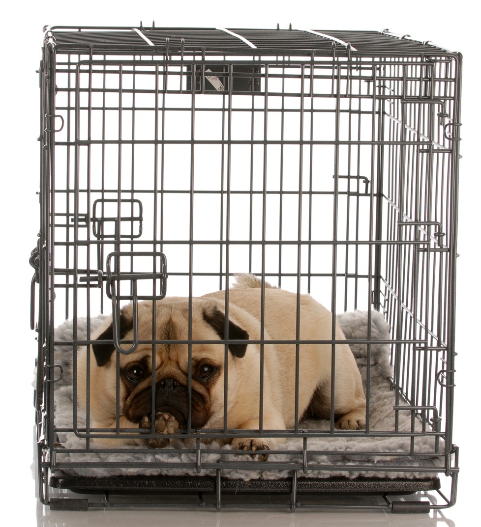Dog crate training, Dog lying down in a crate