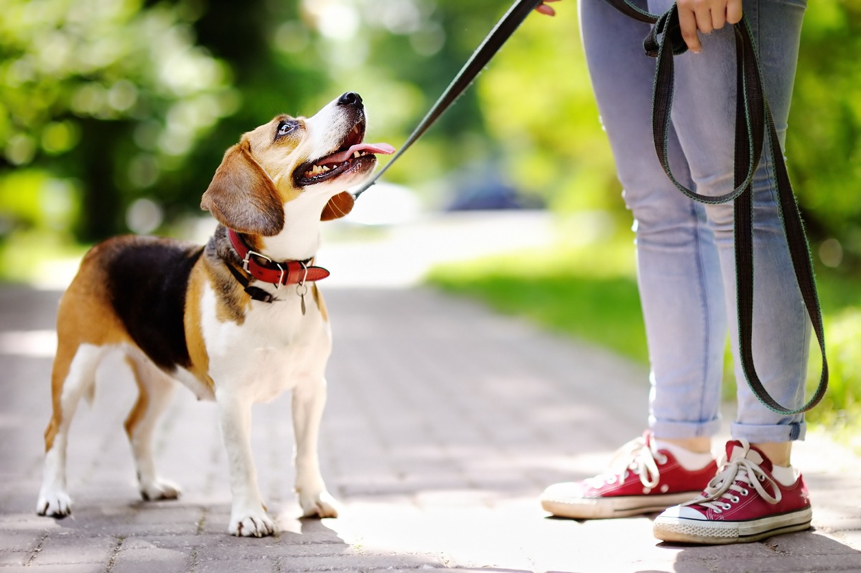 Dog leash, Beagle dog with leash