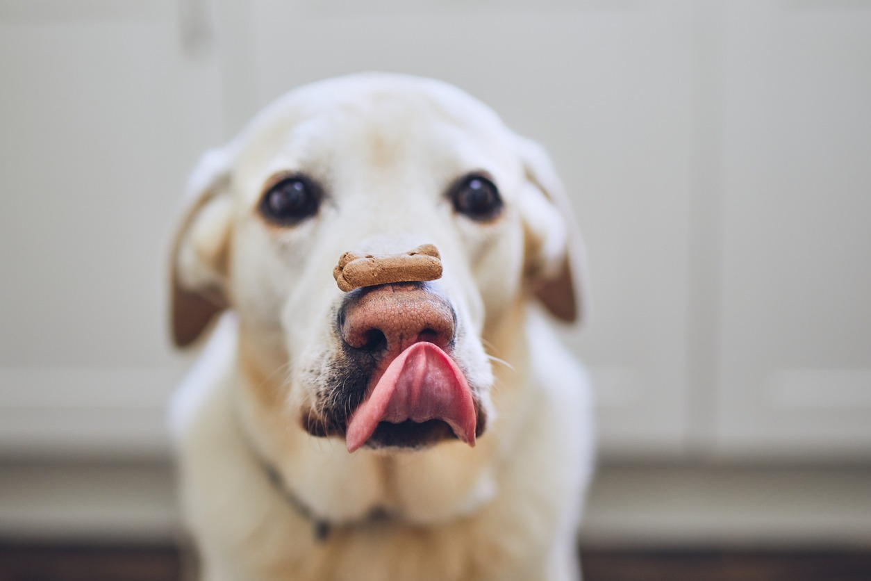 Dog treats, Dog with biscuit on his nose