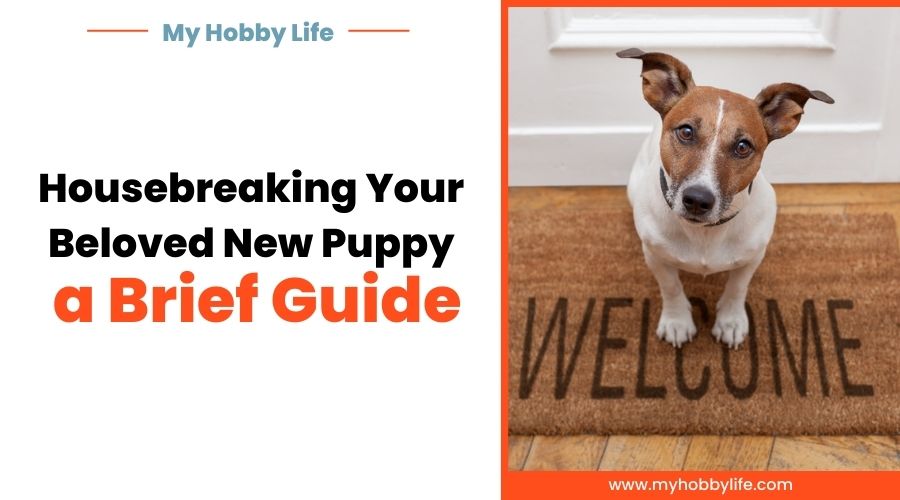 Housebreaking Your Beloved New Puppy – a Brief Guide