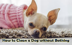 How-to-Clean-a-Dog-without-Bathing-th