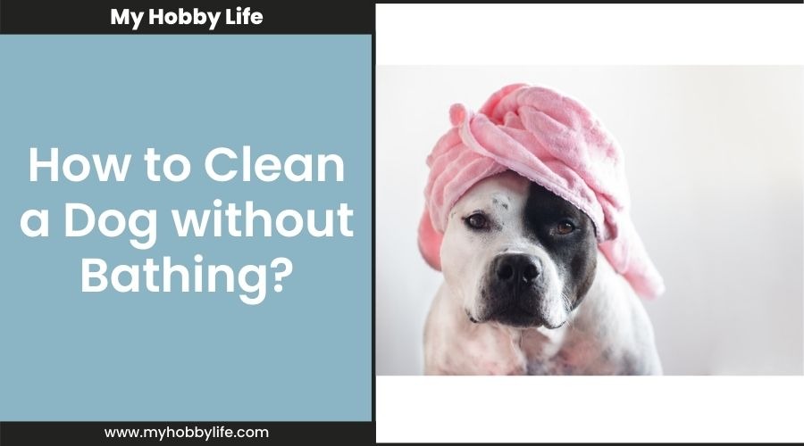 How to Clean a Dog without Bathing