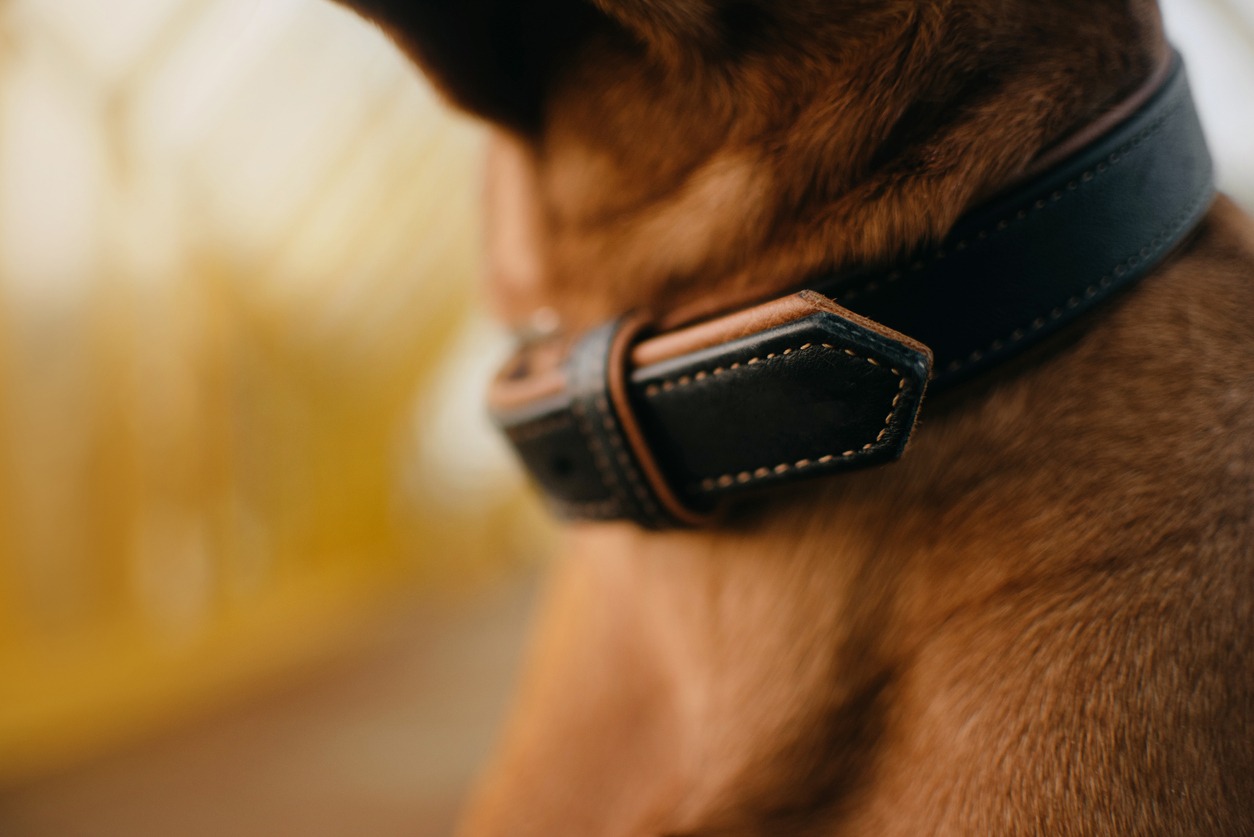 Leather collar, Leather dog collar