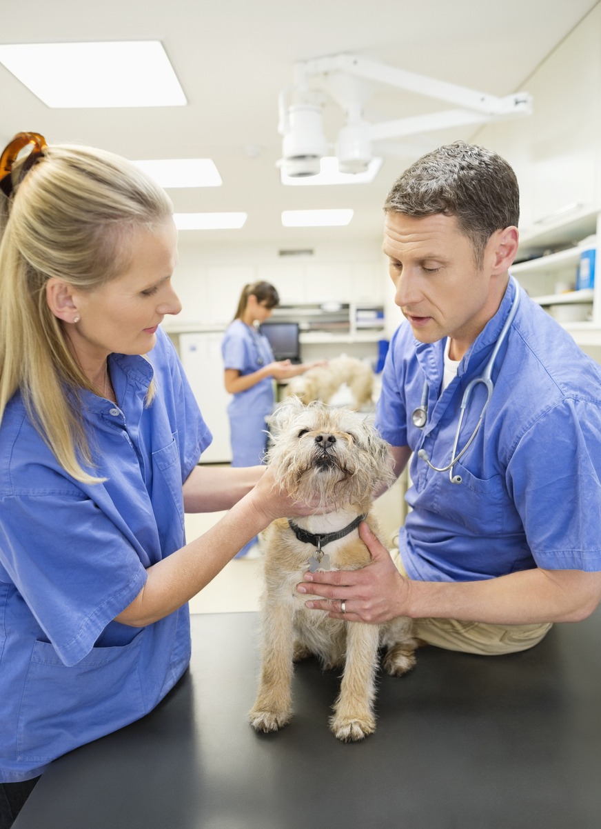 Local veterinarian, Veterinarians examining dog