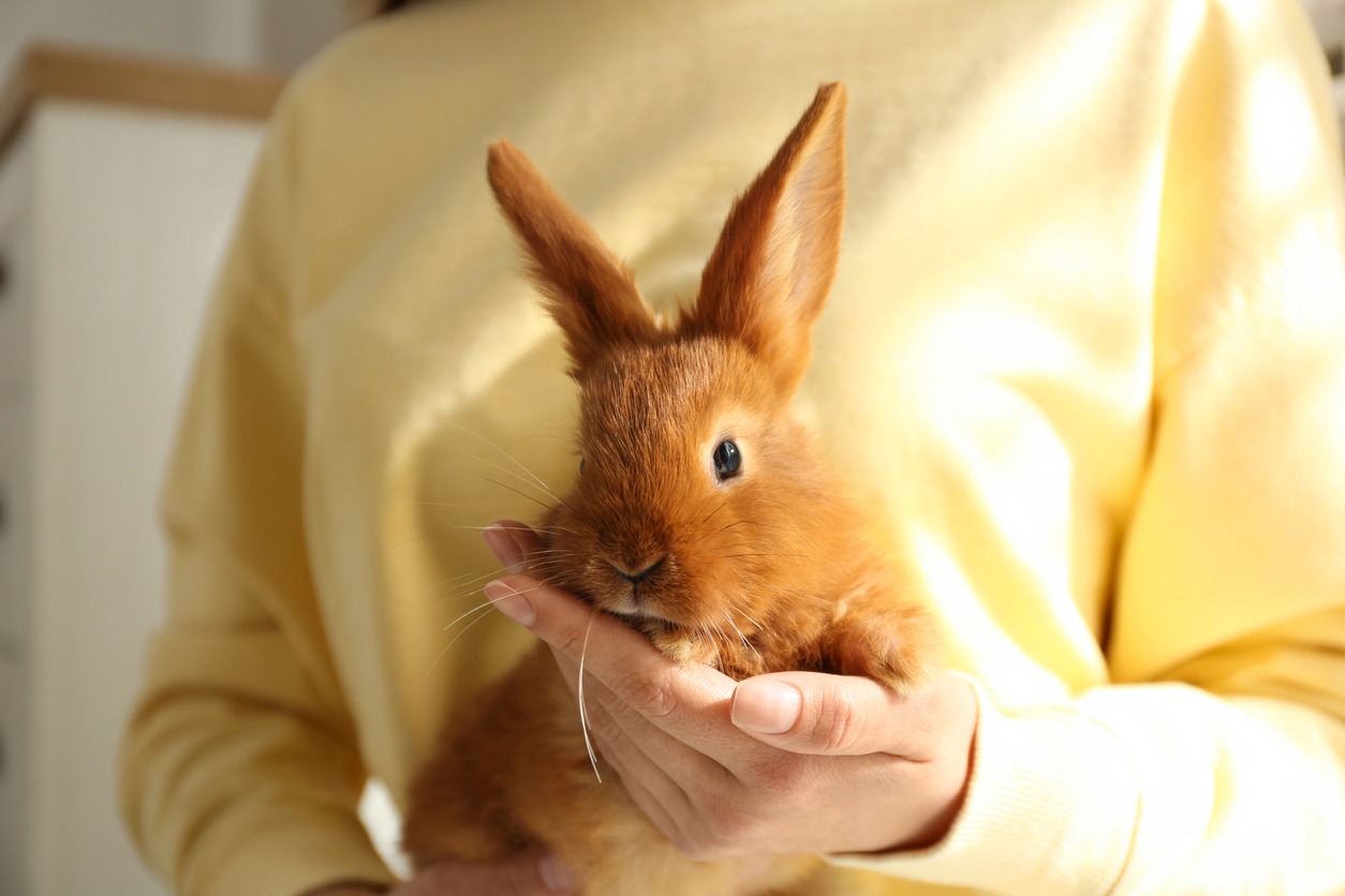 Pet rabbit, Adorable rabbit