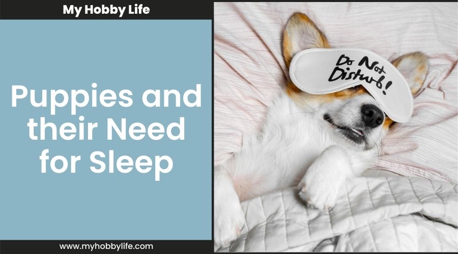 Puppies and their Need for Sleep