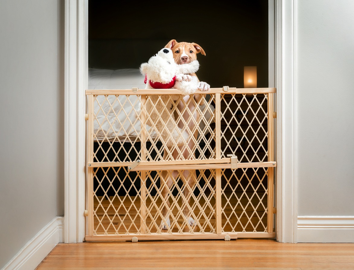 Puppy gate, Cute puppy standing behind pet gate