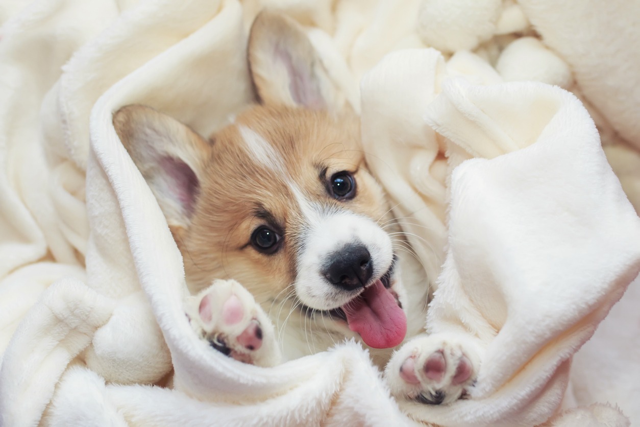 Putting a puppy to sleep, Corgi puppy sticking out his tongue
