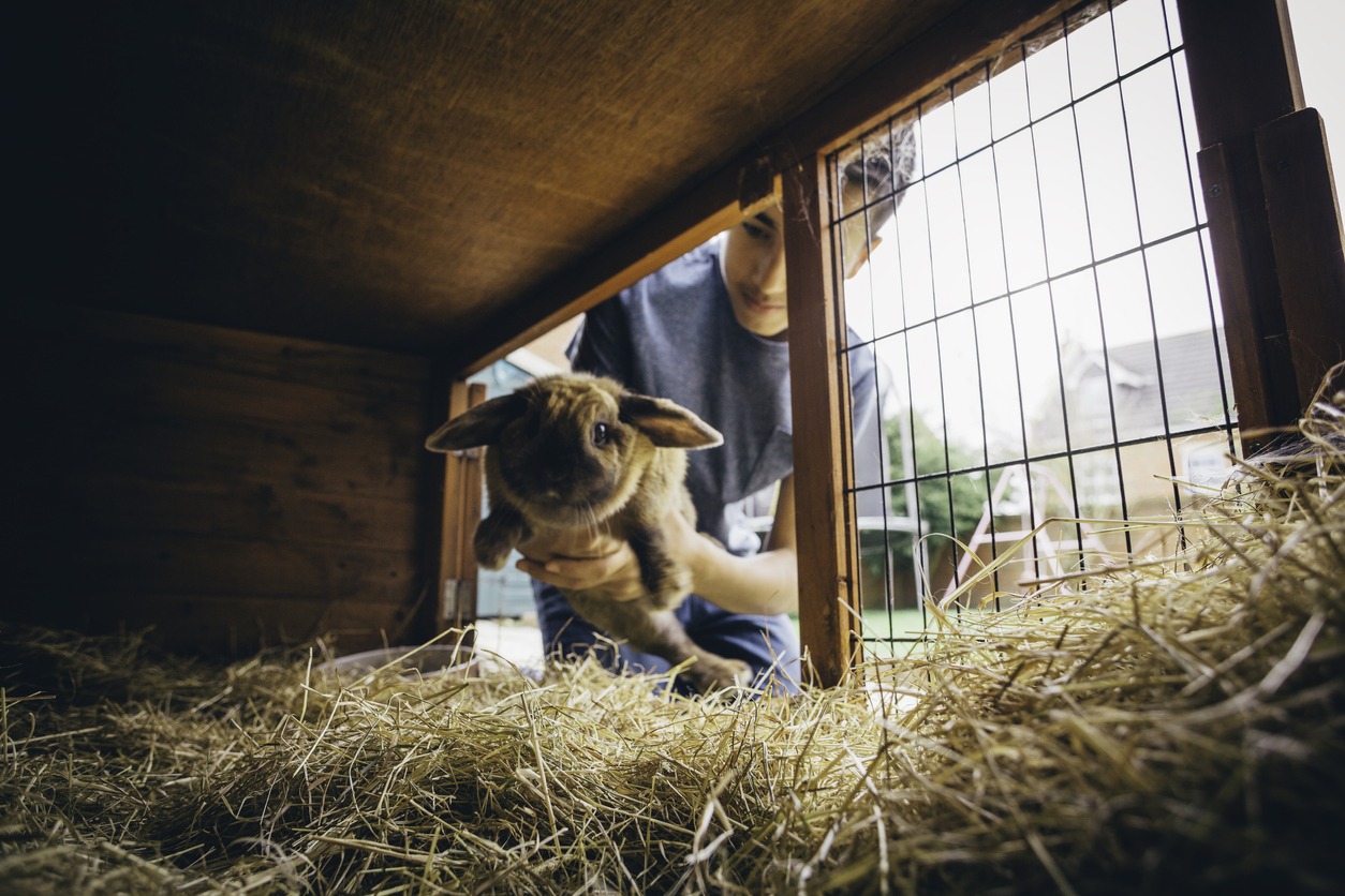 Rabbit at home, Rabbit with hay