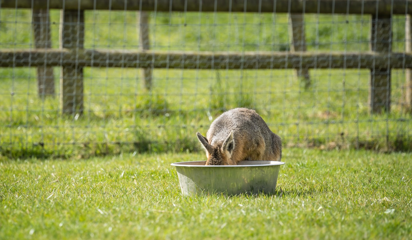 Rabbit water bowl, Rabbit drinking water