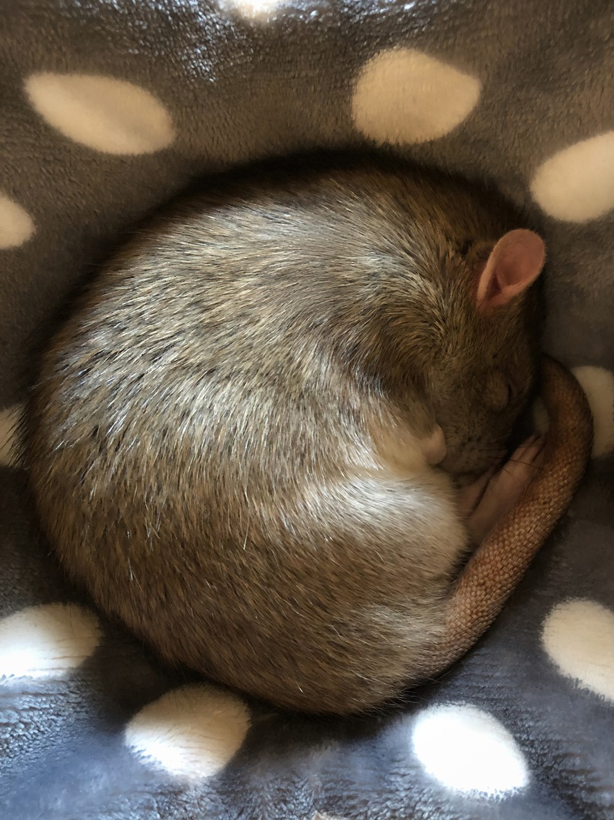 Sleeping rat, Lying curled up