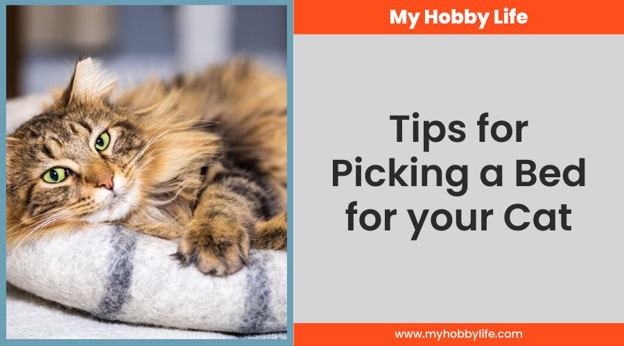 Tips for Picking a Bed for your Cat