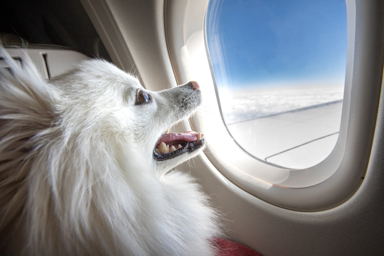 Travel with dog, Dog on an Airplane
