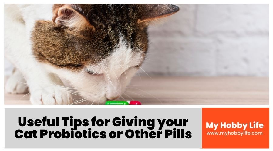 Useful Tips for Giving your Cat Probiotics or Other Pills
