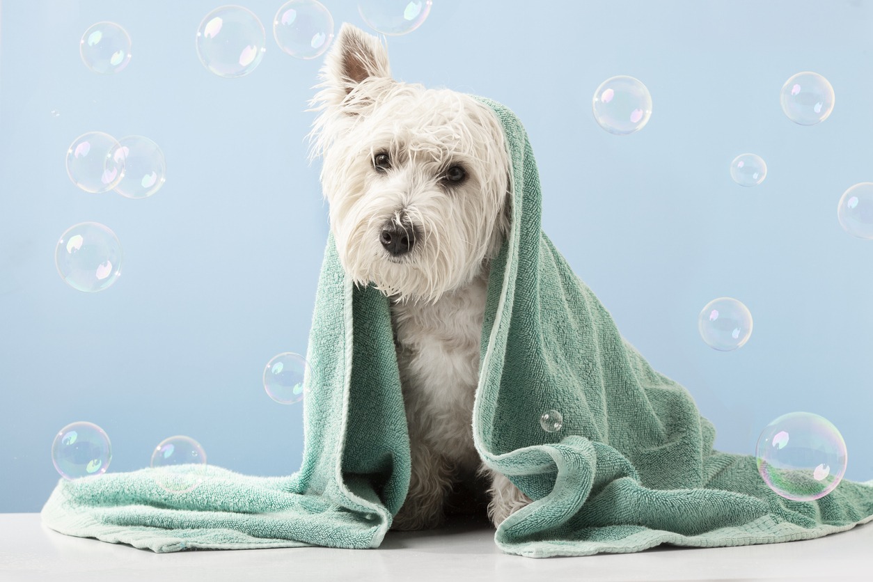 Waterless shampoo, Dog wrapped in a towel