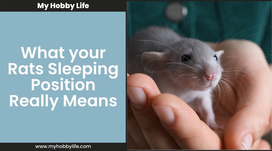 What your Rats Sleeping Position Really Means