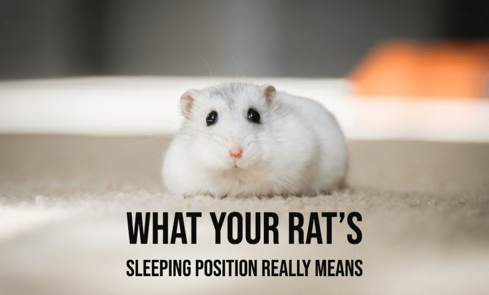 What your rats sleeping position really means