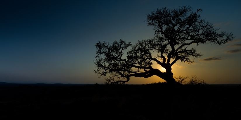 a-fig-tree-in-the-twilight