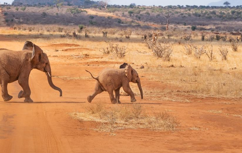a-safari-landscape-with-two-elephants
