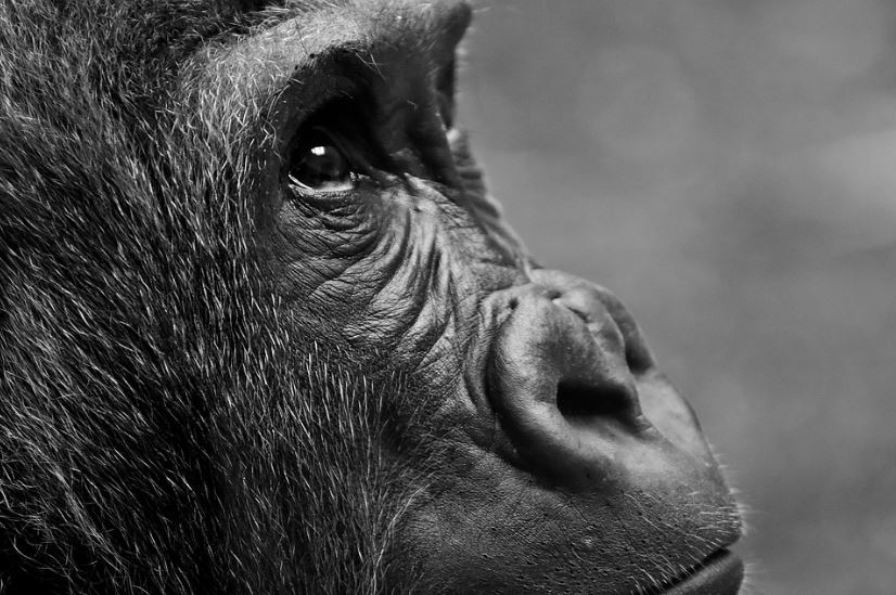 an-image-of-a-gorilla
