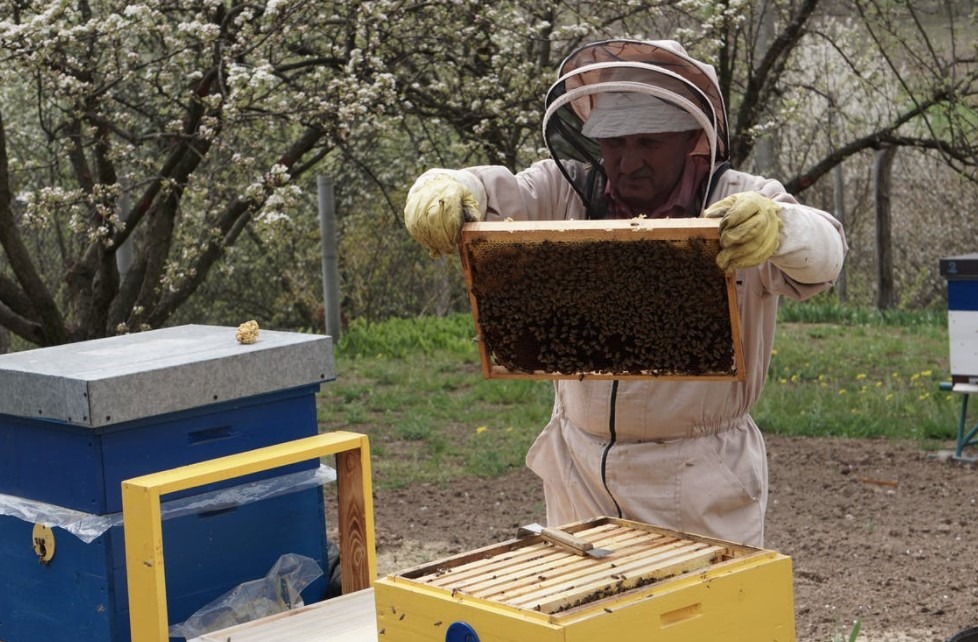 beekeeper-holding-a-swarm-of-honey-bees-in-a-hive-frame