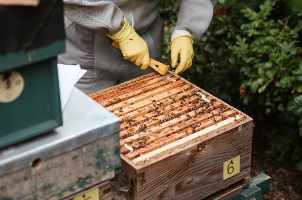 crop-beekeeper-collecting-honey-from-apiary