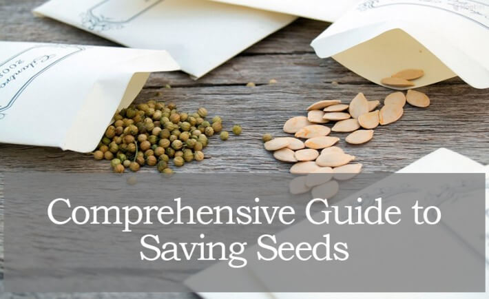 guide-saving-seeds