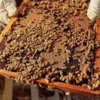 The Ultimate Guide to Beekeeping