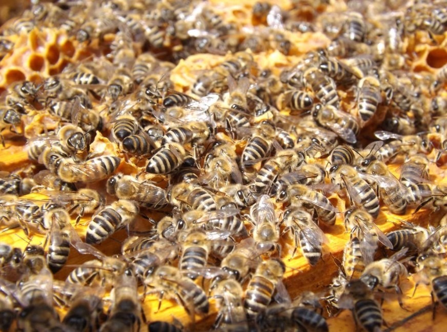 swarm-insects-bees-honey