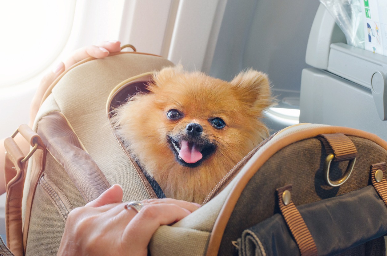 Dog carrier, Dog in a travel bag