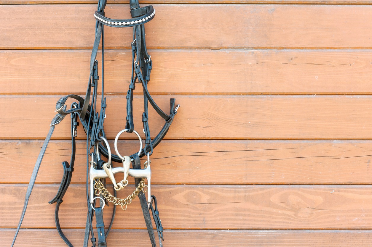 Halter and lead rope, Horse bridle