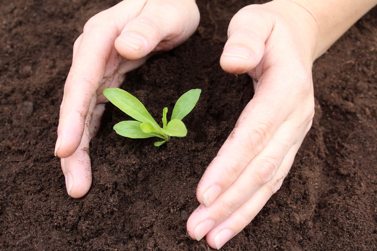 Women's hands hold the soil, protecting the sprout, new life