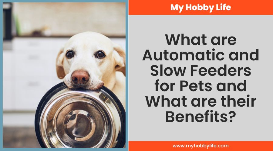 What are Automatic and Slow Feeders for Pets and What are their Benefits