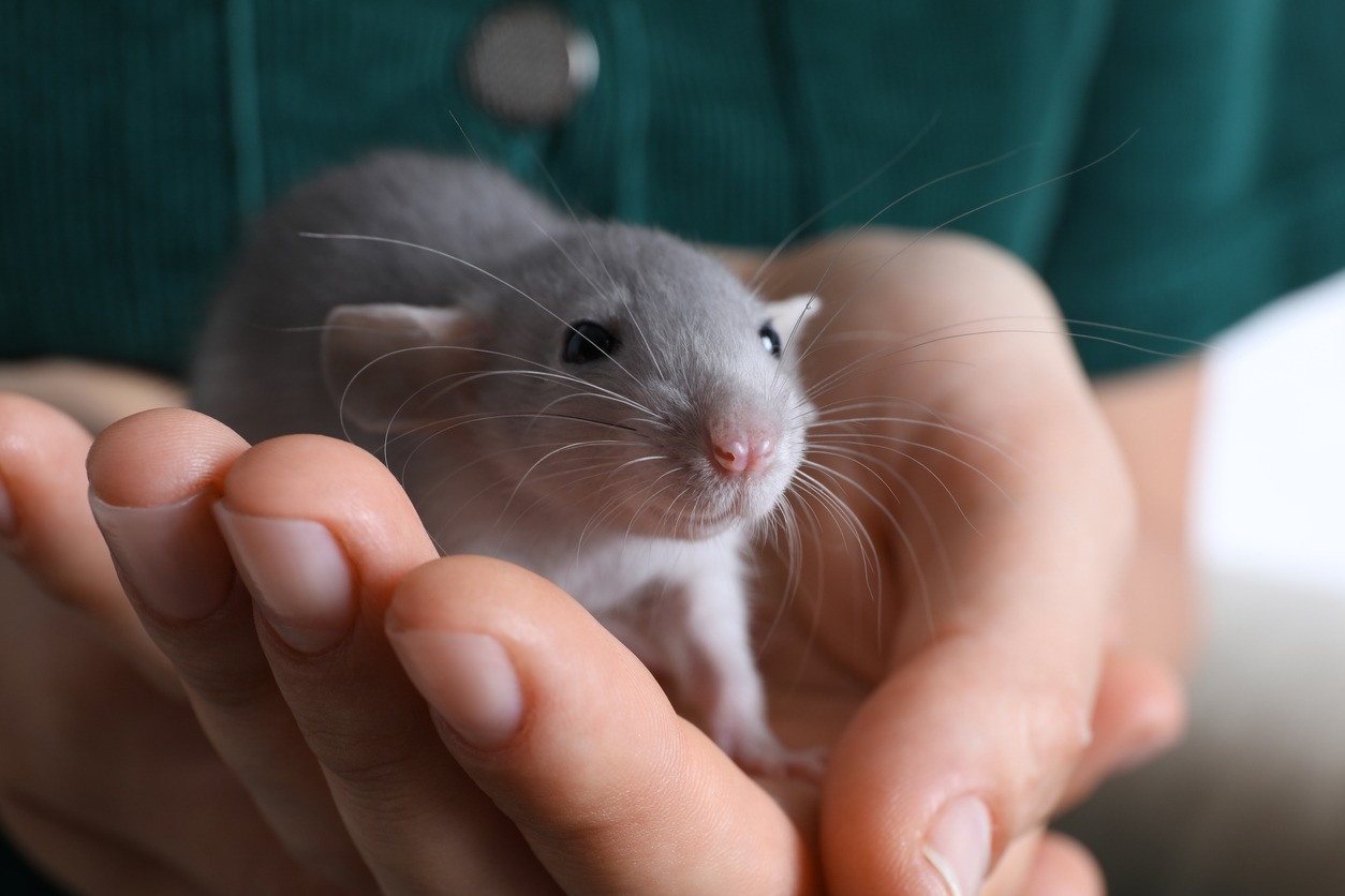 a woman holding a pet rat