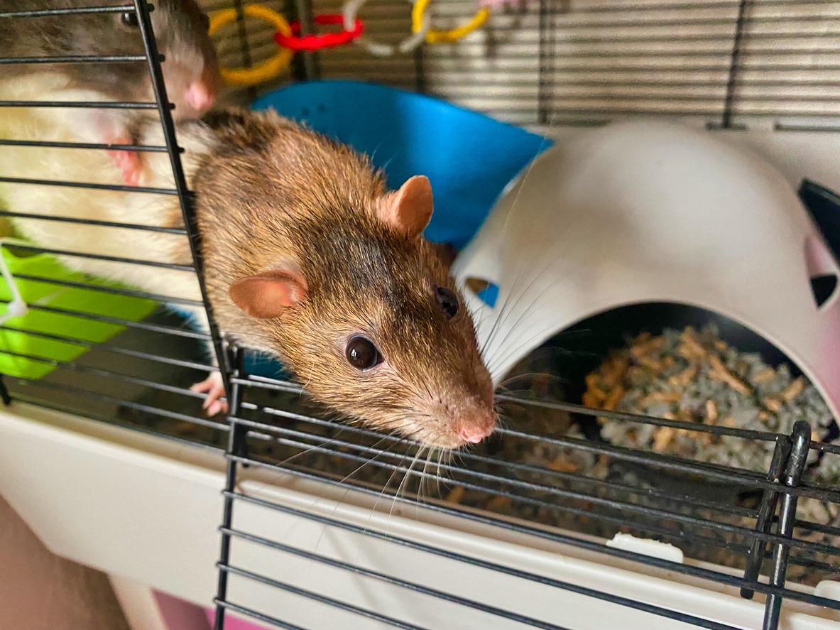 pet rats inside a cage