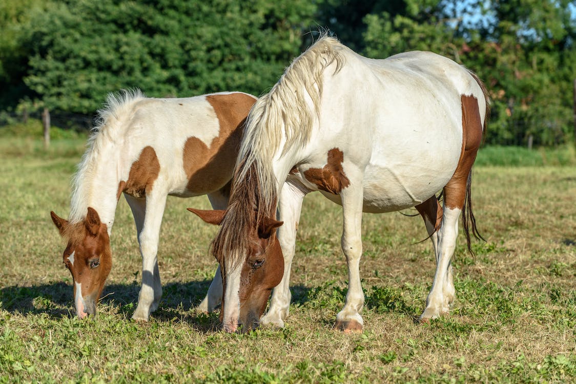 Two horses grazing grass