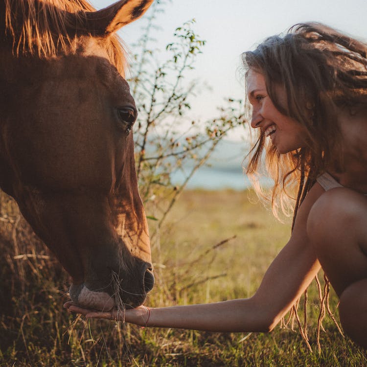 Woman feeding horses